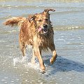 Golden Beach Patrol #Golden #hobby #plaża #psy