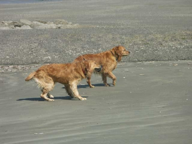 Golden Beach Patrol #Golden #hobby #plaża #psy