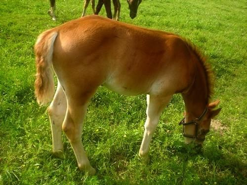 #Lipie #konie #koń #wakacje #zwierzęta