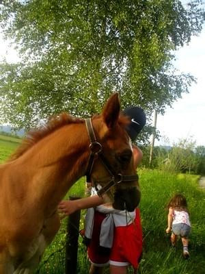 Konie ;) #Lipie #konie #koń #WakacjeZwierzęta