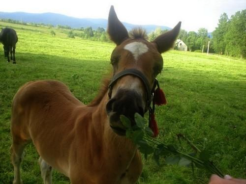 Konie ;) #Lipie #konie #koń #WakacjeZwierzęta