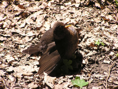 Ptaki w pałacowym parku w Krasiczynie - kopciuszek symulant udaje wypchanego ptaka :-) #ptaki #Krasiczyn