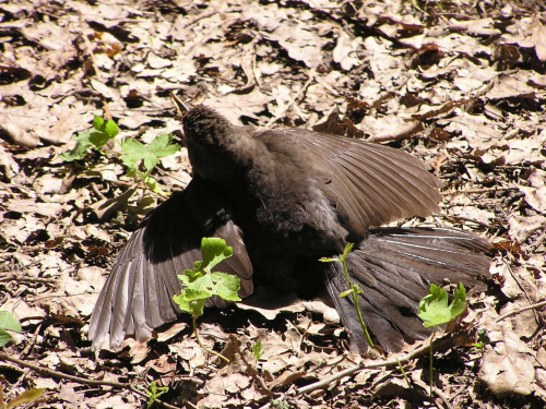 Ptaki w pałacowym parku w Krasiczynie - kopciuszek się chłodzi ;-) #ptaki #Krasiczyn