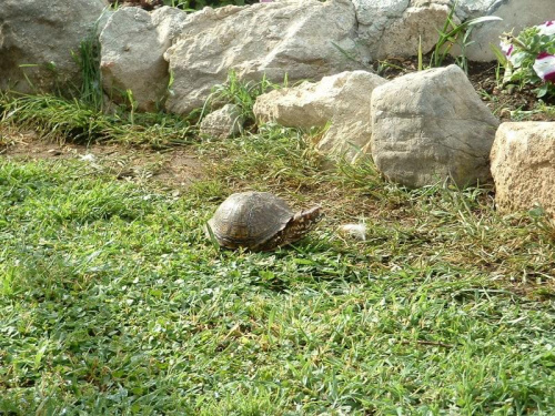 mój żółw niestety na początku roku uciekł,,,i nikt nie widział go do tej pory
