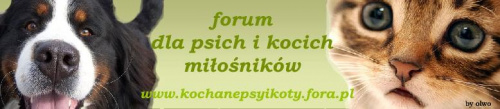 logo dla forum www.kochanepsyikoty.fora.pl