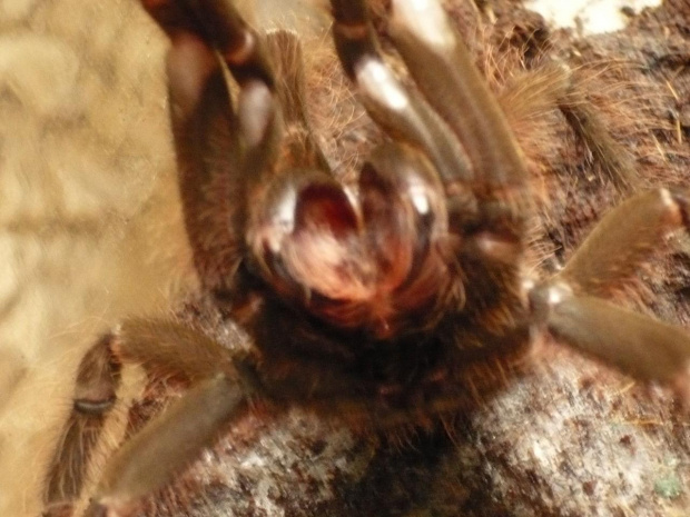 Blondi POZYCJA OBRONNA #theraphosa #blondi #ptasznik #goliat