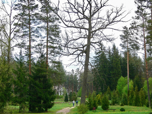 Drzewa, krzewy, kwiaty, cisza i spokój. Miejsce warte odwiedzenia. #KopnaGóra #Arboretum