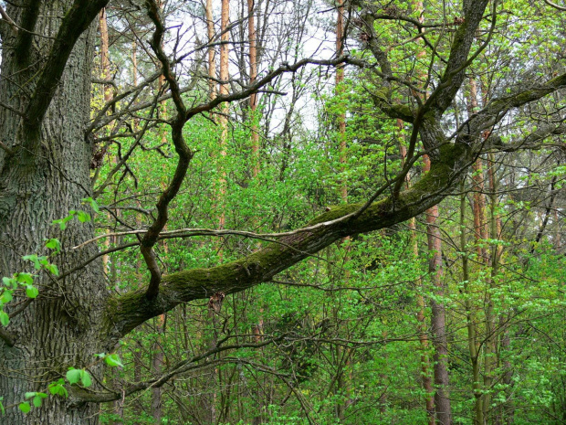 Drzewa, krzewy, kwiaty, cisza i spokój. Miejsce warte odwiedzenia. #KopnaGóra #Arboretum