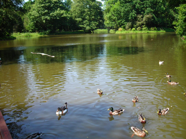 Pałac w Pszcynie, park, rynek