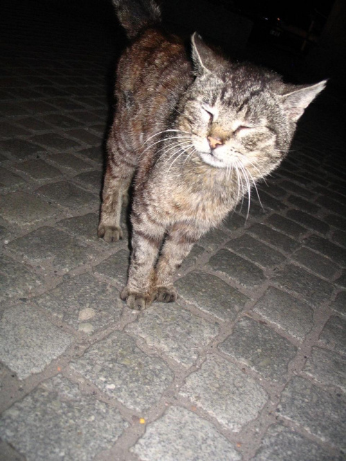 kot w nocy #Mygallery299999Kot