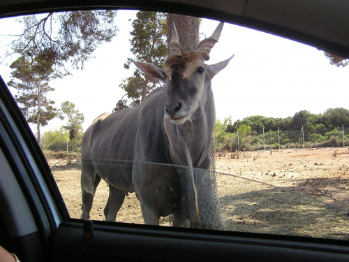 Majorka, Safari Park #Majorka #zwiedzanie #zwierzęta