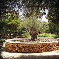 Majorka, ogród botaniczny Botanicactus #Majorka #zwiedzanie