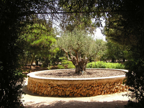 Majorka, ogród botaniczny Botanicactus #Majorka #zwiedzanie