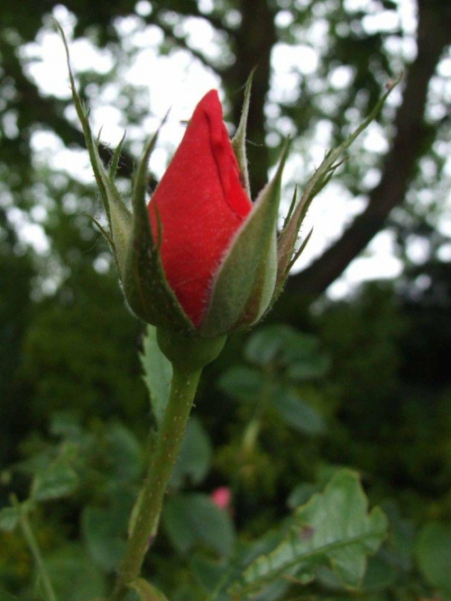 Róża
Fujifilm S9600 (28-300mm) #Róża #kwiat #natura #przyroda