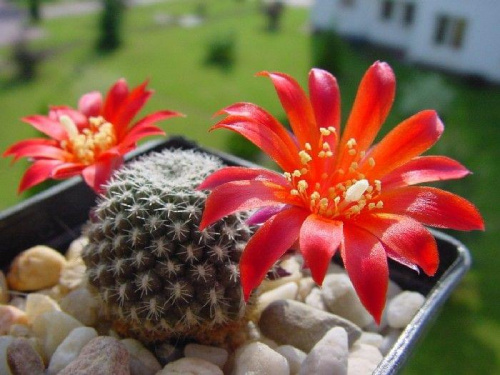 Rebutia krainziana