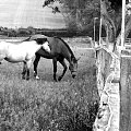 Fujifilm S9600 (28-300mm)
+ Photoshop #Koń #konie #zwierzęta #animals #przyroda #natura #photoshop