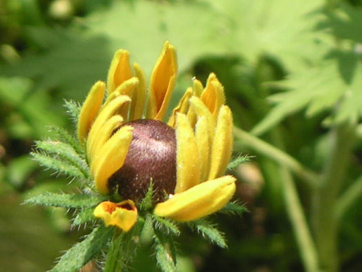 Rudbekia