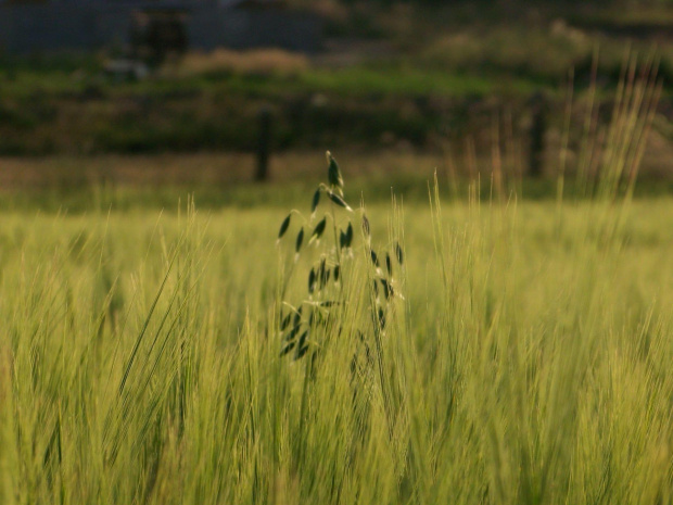 Zboże #zboże #rośliny #roślina #przyroda #natura