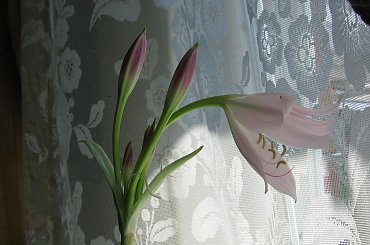 Krynia znowu zakwitła, pąków ma więcej niż w ubiegłym roku. #amarylkowate #krynia #ponętlin #Powella #Crinum #Powelli