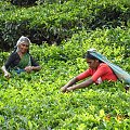 Zbiory herbaty na Sri Lance #ZbiórHarbatyNaSriLance