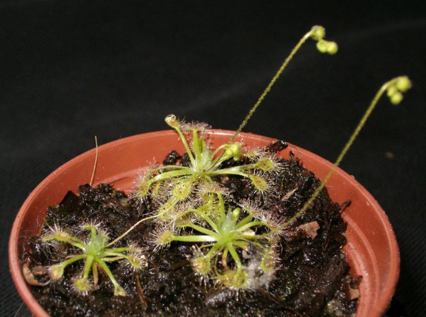 Drosera pulchella x nitidula