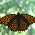 Chyba się u mnie wylęgły, już są na wolności :-) Jednego cyknąłem 2 razy ( w świetle flesza i podświetlony z zewnątrz). #motyl #owad #papillon #butterfly #Schmetterling