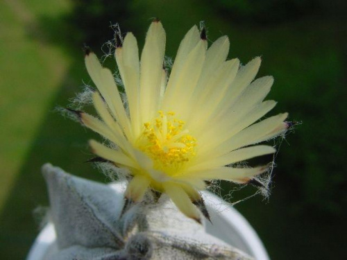 Astrophytum