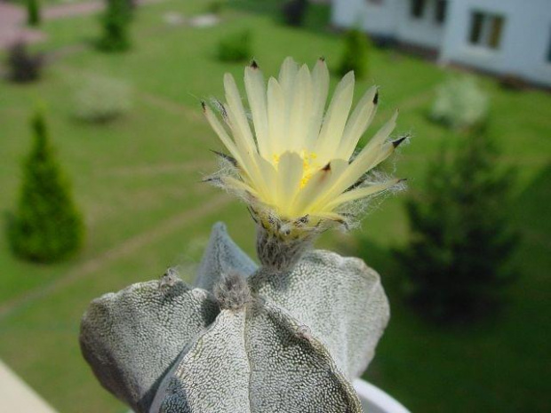 Astrophytum