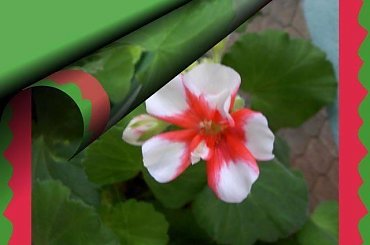 na Sylwestra zakwitly na balkonie... #świeta #choinka #inaczej