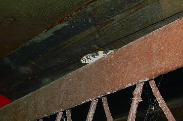 akuku:)) #natura #przyroda #zaskroniec #gady