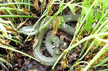 chciał się zbunkrować w kwiatkach...ale nie ze mną te numery:))) #natura #przyroda #zaskroniec #gady