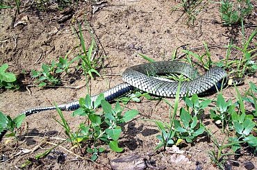 supełek:))) #natura #przyroda #zaskroniec #gady