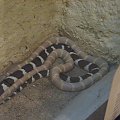 #węże