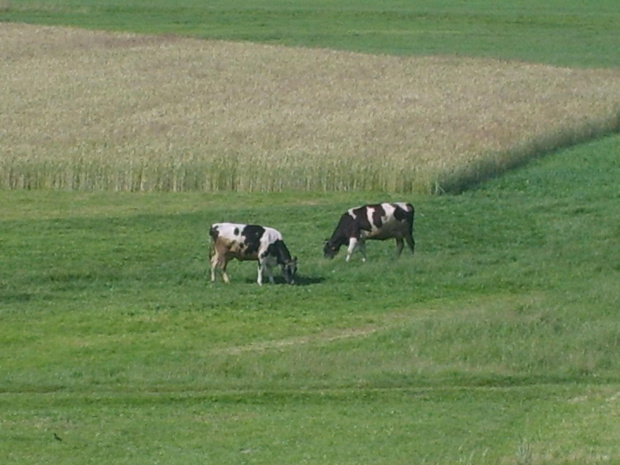 Pobliskie krówki muuuu