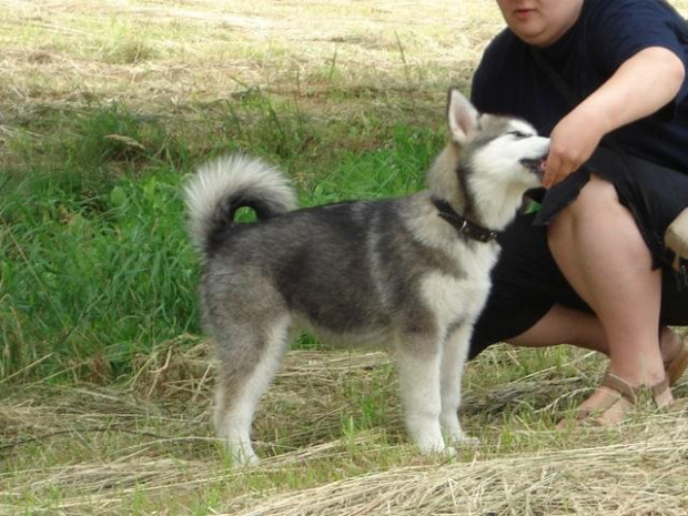 ALASKAN MALAMUTE, JULY RAIN Appalachian