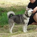 ALASKAN MALAMUTE, JULY RAIN Appalachian