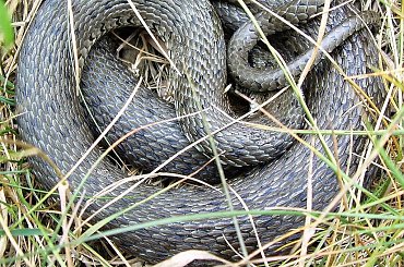 zawijaniec... #natura #przyroda #zaskroniec #gady