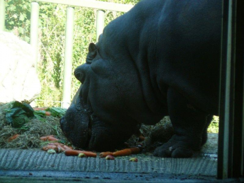Hipopotam przy obiadku