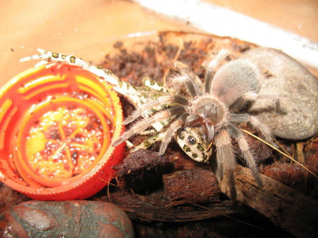 Smithi wpiepsza żabe ;)